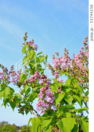 ライラック デュワイトD.アイゼンハワー ライラック デュワイトD.アイゼンハワー 53744256