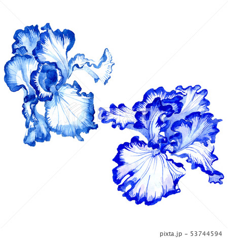 Blue iris floral botanical flowers. Watercolor background illustration set. Isolated irises 53744594