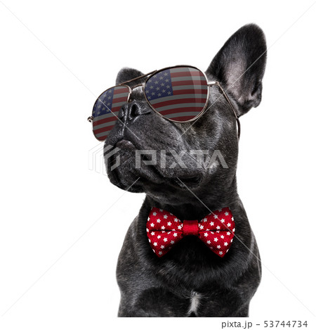 independence day 4th of july dog independence day 4th of july dog 53744734