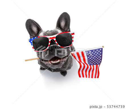 independence day 4th of july dog independence day 4th of july dog 53744739