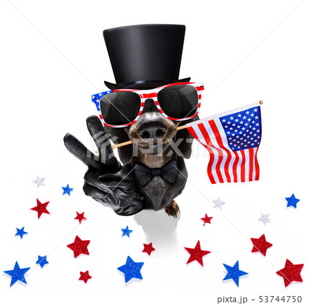 independence day 4th of july dog independence day 4th of july dog 53744750