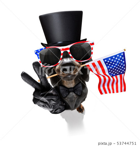 independence day 4th of july dog independence day 4th of july dog 53744751