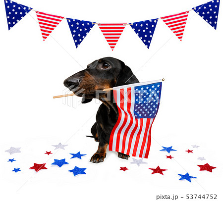 independence day 4th of july dog independence day 4th of july dog 53744752