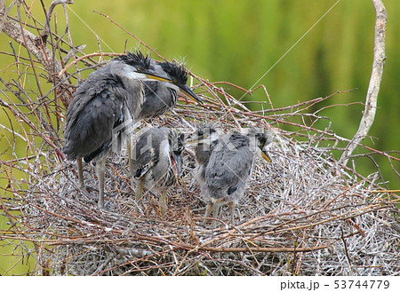 Young grey herons Ardea cinerea on nest 53744779
