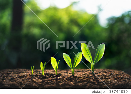 Tree growth In the natural background 53744859