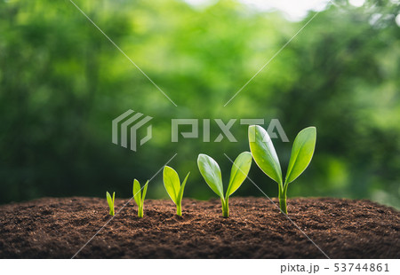 Tree growth In the natural background Tree growth In the natural background 53744861