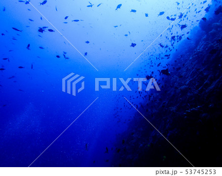 海中を泳ぐ魚 53745253