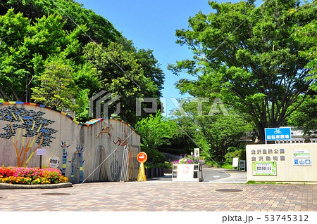 横浜市　金沢自然公園（金沢動物園）　夏山口と新緑 53745312