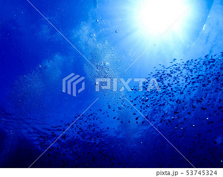 海中を泳ぐ魚 海中を泳ぐ魚 53745324