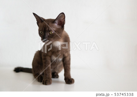 Chocolate kitten cat on white wall background Chocolate kitten cat on white wall background 53745338