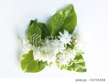 White jasmine flowers fresh flowers natural White jasmine flowers fresh flowers natural 53745368