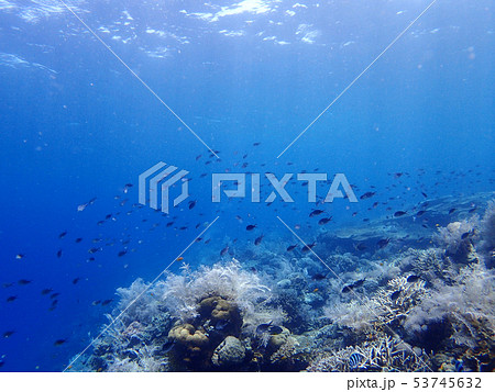 海底を泳ぐ魚と珊瑚礁 海底を泳ぐ魚と珊瑚礁 53745632