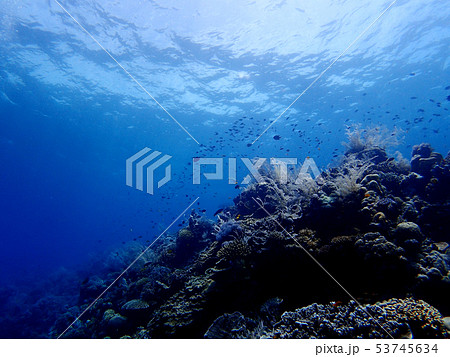 海底を泳ぐ魚と珊瑚礁 海底を泳ぐ魚と珊瑚礁 53745634