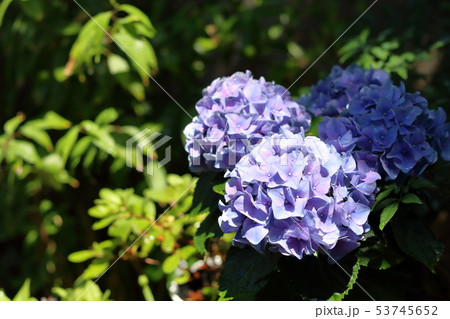 あじさい 53745652