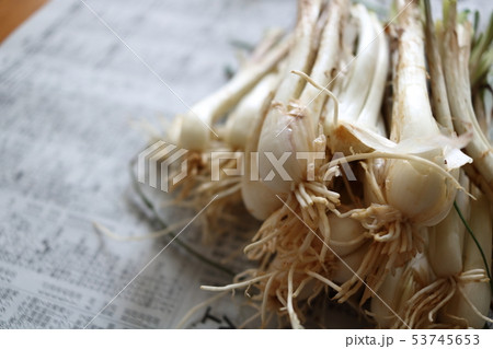 島らっきょうの下ごしらえ 島らっきょうの下ごしらえ 53745653