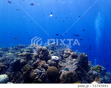 海底を泳ぐ魚と珊瑚礁 53745691