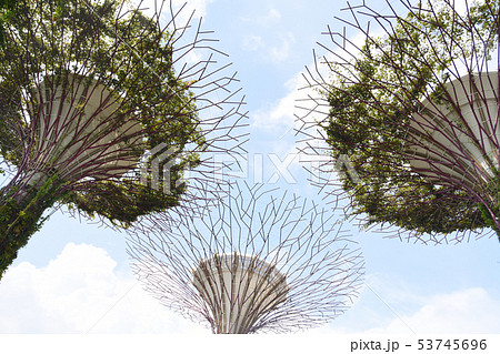青空の下のスーパーツリー 53745696