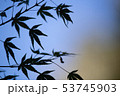 青紅葉 53745903
