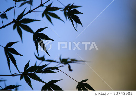 青紅葉 青紅葉 53745903