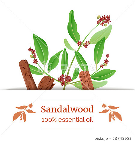 Sandalwood sticks and leaves label. card template Sandalwood sticks and leaves label. card template 53745952