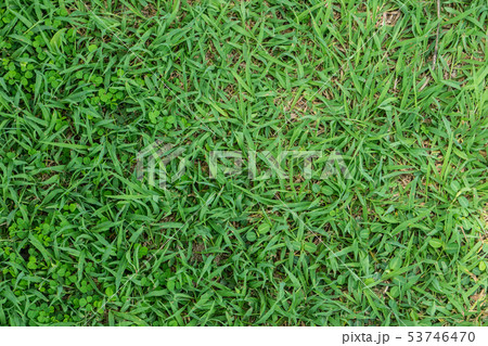 Grass green leaf background in sunny day 53746470