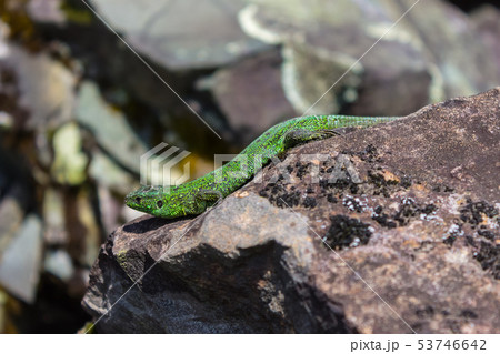 Green reptile runs over the stones Green reptile runs over the stones 53746642