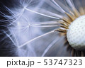 Close up of the seeds of dandelion. Selective focus 53747323