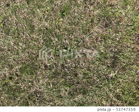 草 草床 素材 芝生 写真 テクスチャの写真素材