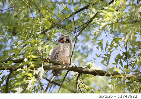 wild baby owl tree background   53747832