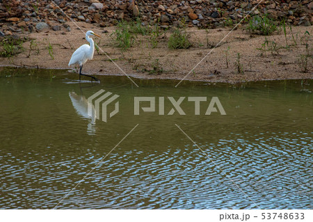 川辺の白鷺 川辺の白鷺 53748633