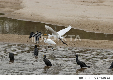 水鳥の集団　白鷺　カワウ 53748638