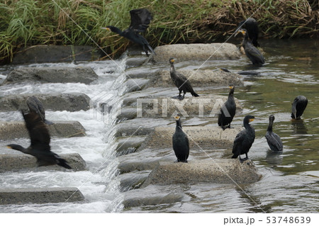 カワウの群れ 53748639
