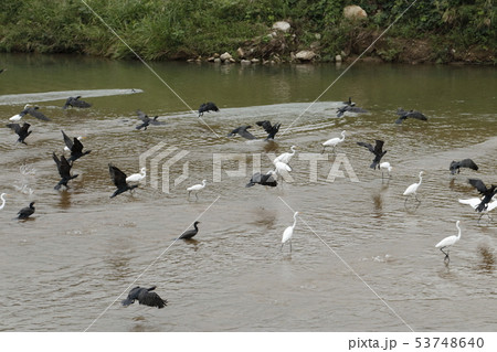 水鳥の集団　白鷺　カワウ 53748640