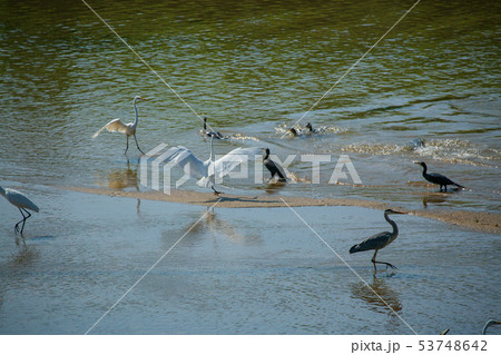 白鷺　カワウ 53748642