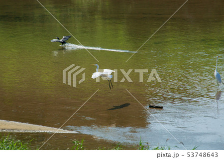 カワウと白鷺 53748643