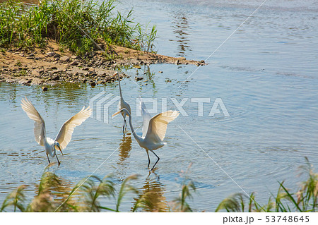 白鷺の舞 53748645