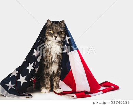 Cute kitten and American Flag. Studio photo shoot 53749152