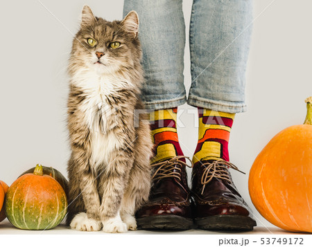 Charming kitten and men's legs. Studio photo 53749172