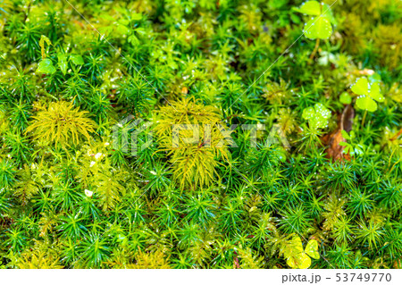 蓼科高原 蓼科大滝 苔の森 【長野県】 蓼科高原 蓼科大滝 苔の森 【長野県】 53749770