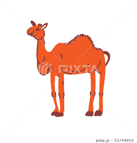 Camel Wild Exotic African Animal Vector のイラスト素材