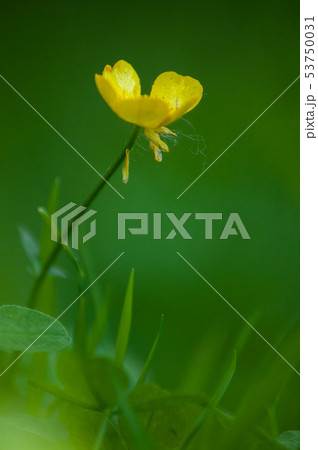 Closeup of yellow wild flowers in a meadow  53750031