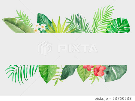 植物 水彩画 熱帯植物のイラスト素材