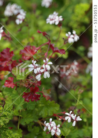 ナツメグゼラニウムの花と雨雫 53750553