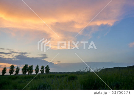 千葉県　夕焼けのポプラ並木　佐倉ラベンダーランド 53750573