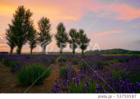 千葉県　ラベンダー畑の夕暮れ　佐倉ラベンダーランド 53750587