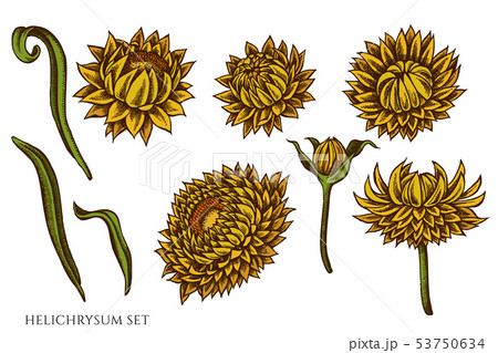 Vector set of hand drawn colored helichrysum Vector set of hand drawn colored helichrysum 53750634