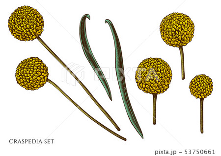 Vector set of hand drawn colored craspedia Vector set of hand drawn colored craspedia 53750661