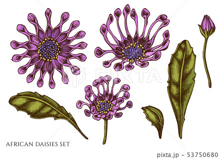 Vector set of hand drawn colored african daisies Vector set of hand drawn colored african daisies 53750680