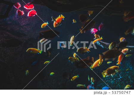 Colorful Fish Colorful Fish 53750747