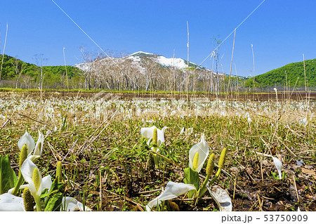 水芭蕉咲く湿原と至仏山4 水芭蕉咲く湿原と至仏山4 53750909